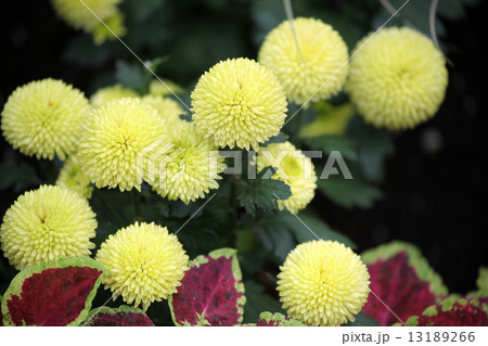 菊の花 13189266