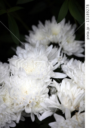 菊の花 13189278