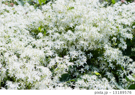 白い木花 13189576
