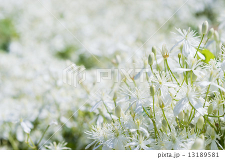 白い木花 13189581