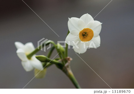 スイセン 13189670