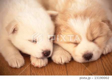 かわいい子犬 13190002