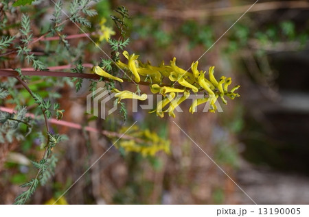 ミヤマキケマン 13190005