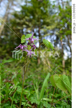 イカリソウ 13190006