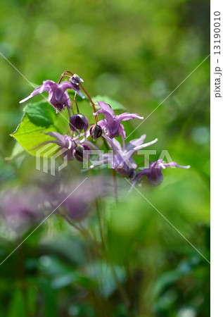 イカリソウ 13190010