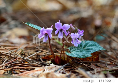 フイリシハイスミレ 13190011