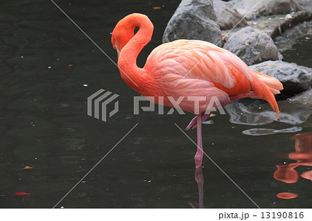 フラミンゴ フラミンゴ 13190816