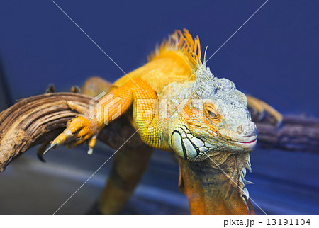 Big iguana lizard in terrarium Big iguana lizard in terrarium 13191104