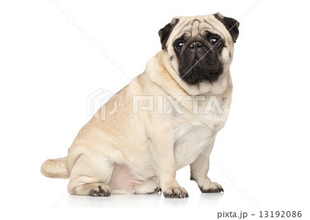 Pug on white background Pug on white background 13192086