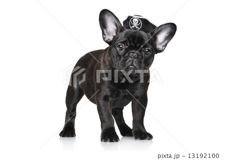 French bulldog puppy in pirate hat 13192100