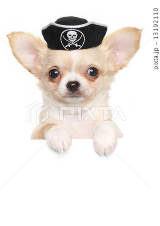 Chihuahua puppy in carnival pirate hat Chihuahua puppy in carnival pirate hat 13192110