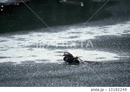 オシドリ(Mandarin Duck) 13192249