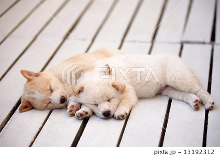 かわいい子犬 13192312