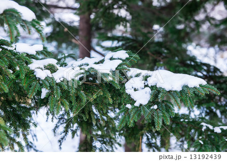 pine tree covered witrh snow 13192439