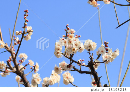 梅の花 13193213