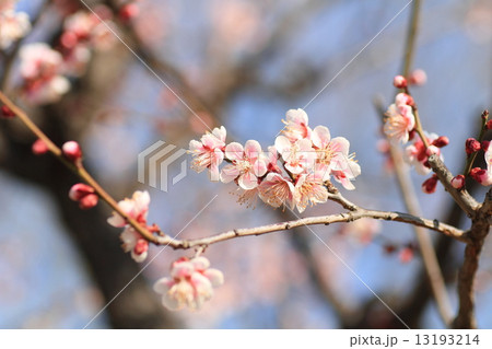 梅の花 梅の花 13193214