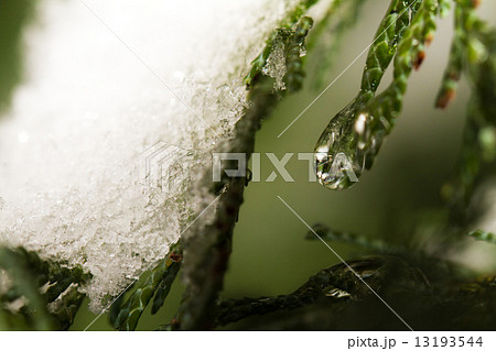 Thuja branches in drops 13193544