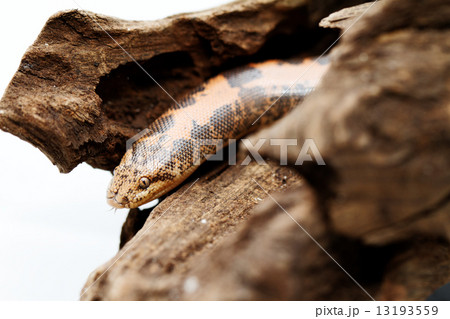 Kenyan Sand Boa Kenyan Sand Boa 13193559