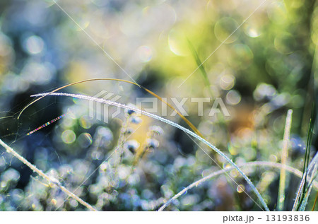Frozen meadow plant Frozen meadow plant 13193836