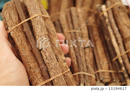 マタタビの枝 13194617