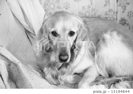 ペットのゴールデンレトリバー 白黒 の写真素材