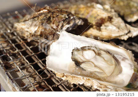 食べごろの牡蠣 食べごろの牡蠣 13195215