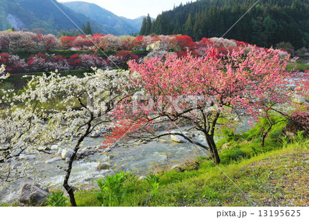 花桃の里　月川温泉 13195625