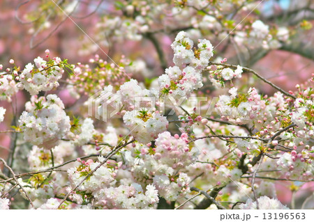 八重桜 13196563