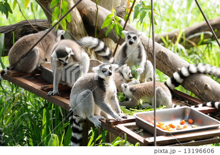 Lemur in open public zoo in Thailand. Lemur in open public zoo in Thailand. 13196606