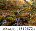 秋の清流の森 13196721