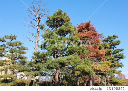 松 紅葉の色の写真素材