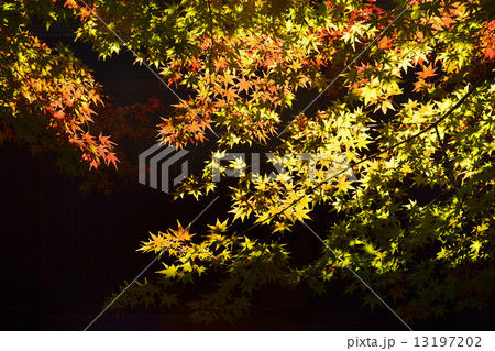 館林散歩・旧秋元別邸 イロハモミジ紅葉 館林散歩・旧秋元別邸 イロハモミジ紅葉 13197202