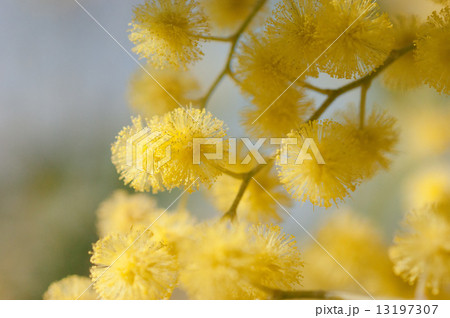 ミモザ（アカシア） 13197307