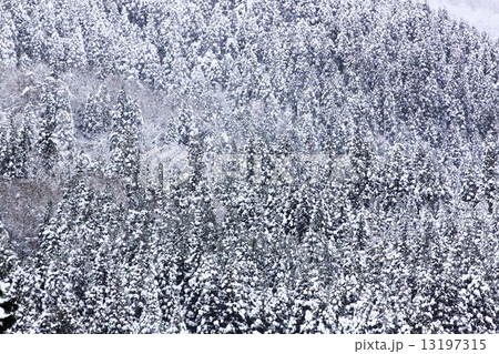 雪 13197315