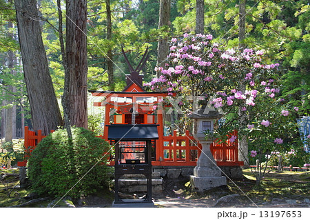 世界文化遺産 高野山 壇上伽藍 蓮池 シャクナゲと新緑風景 の写真素材