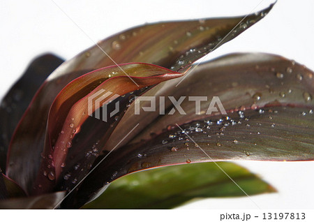 チョコレートクィーン 13197813