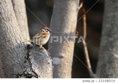 スズメ 13198014