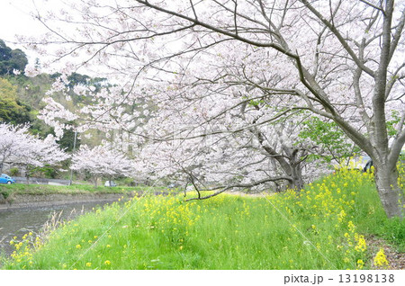 松崎・那賀川の桜 13198138