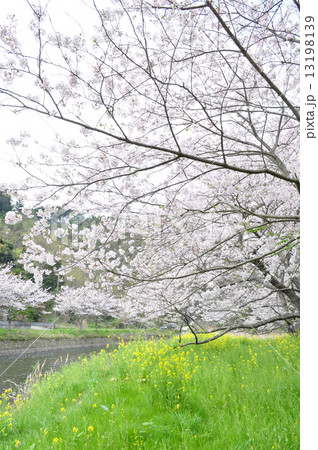 松崎・那賀川の桜 13198139