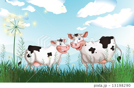 Two cows at the grassland Two cows at the grassland 13198290