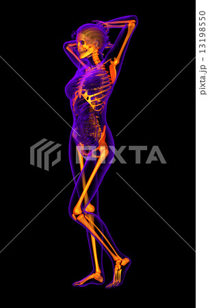 3d render medical illustration of the human skeleton 3d render medical illustration of the human skeleton 13198550