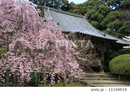 奈良県天理市にある長岳寺の桜 13198639