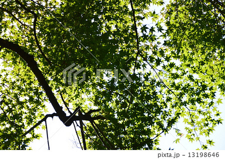緑・樹間の日差し(高尾山/東京都八王子市) 緑・樹間の日差し(高尾山/東京都八王子市) 13198646