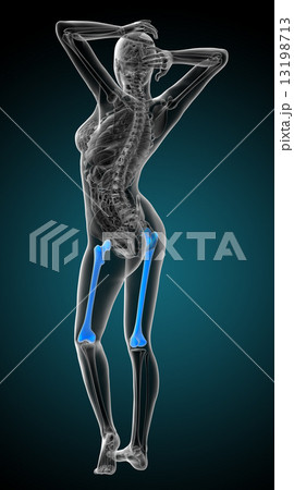 3d render medical illustration of the femur bone 13198713