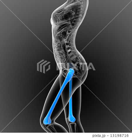 3d render medical illustration of the femur bone 13198716