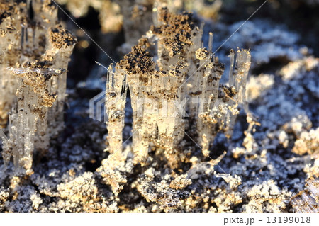 霜柱 霜柱 13199018