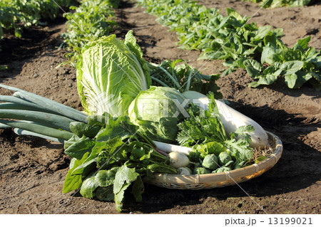 冬野菜の収穫 冬野菜の収穫 13199021
