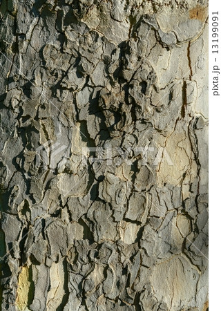 Closeup photo of a tree trunk 13199091
