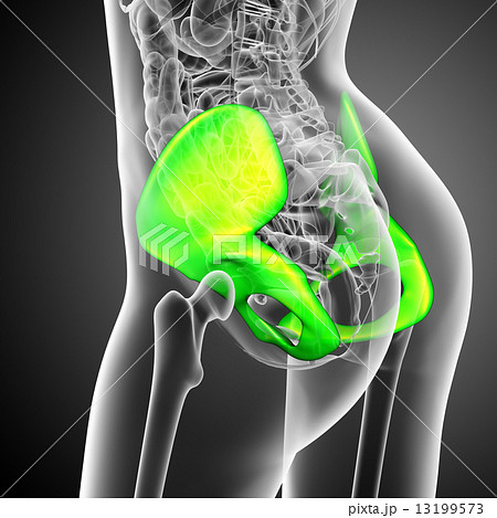 3d render medical illustration of the pelvis bone 13199573