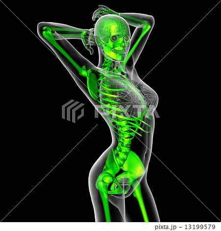 3d render medical illustration of the skeleton 3d render medical illustration of the skeleton 13199579
